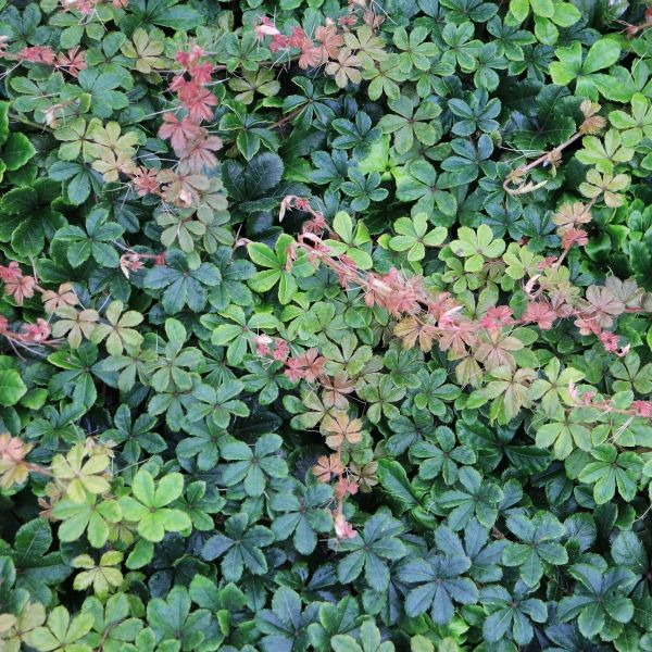 Parthenocissus sikkimensis