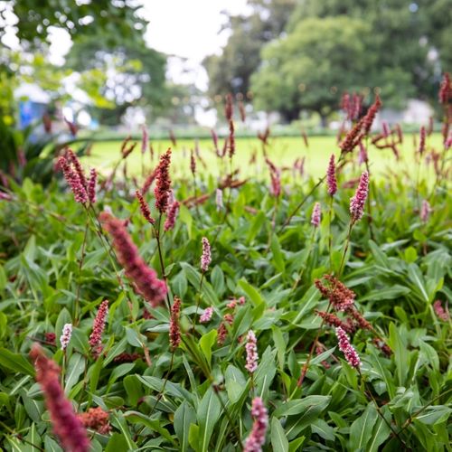 Persicaria affinis 'Dimity'