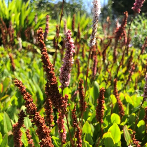 Persicaria affinis 'Dimity'