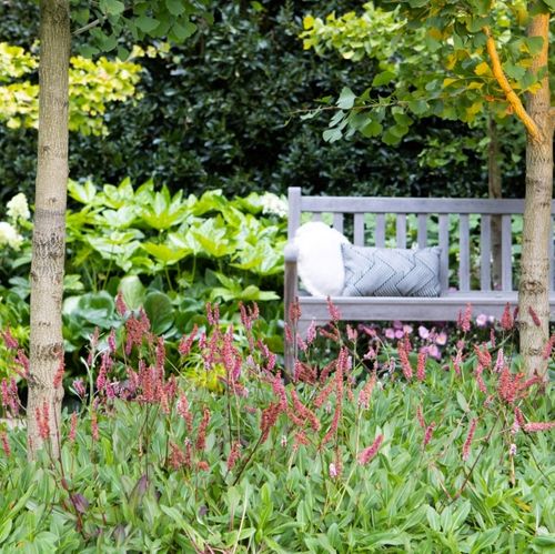 Persicaria affinis 'Dimity'