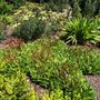 Persicaria affinis 'Dimity'