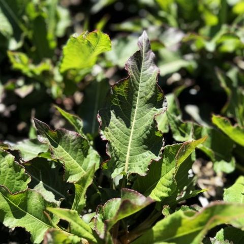 Persicaria amplexicaulis 'White Eastfield'