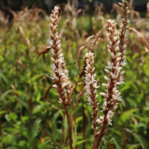 Persicaria amplexicaulis 'White Eastfield'