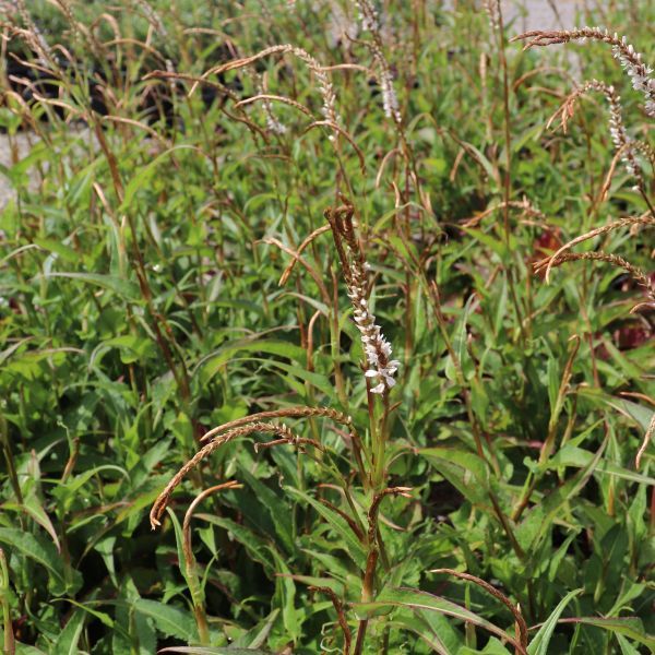 Persicaria amplexicaulis 'White Eastfield'