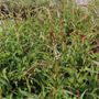 Persicaria amplexicaulis 'White Eastfield'