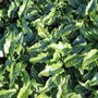 Philodendron xanadu