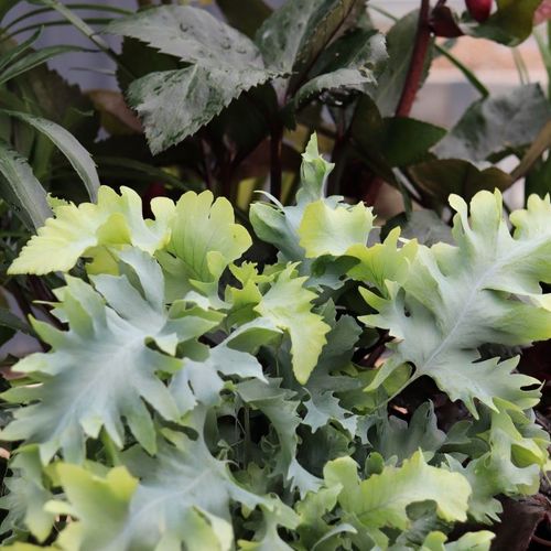 Phlebodium aureum 'Davana' pbr
