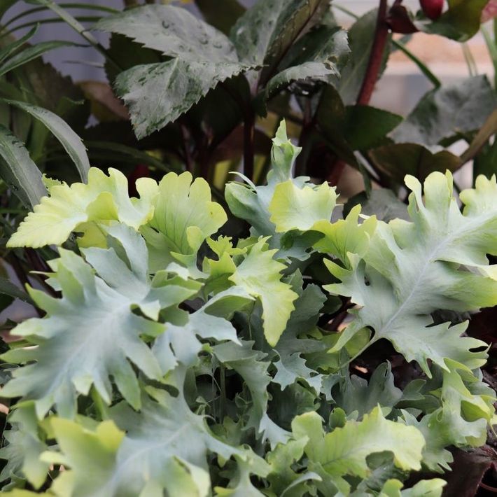 Phlebodium aureum 'Davana' pbr