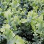 Phlebodium aureum 'Davana' pbr