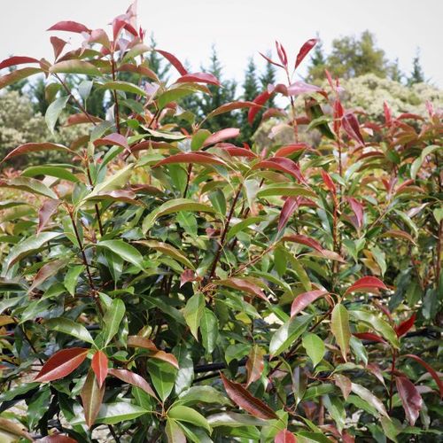 Photinia glabra 'Wonder Hedge' pbr