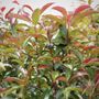 Photinia glabra 'Wonder Hedge' pbr