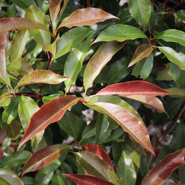 Photinia glabra 'Wonder Hedge' pbr