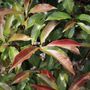 Photinia glabra 'Wonder Hedge' pbr