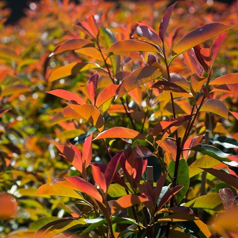 Photinia robusta