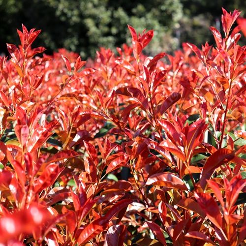 Photinia robusta