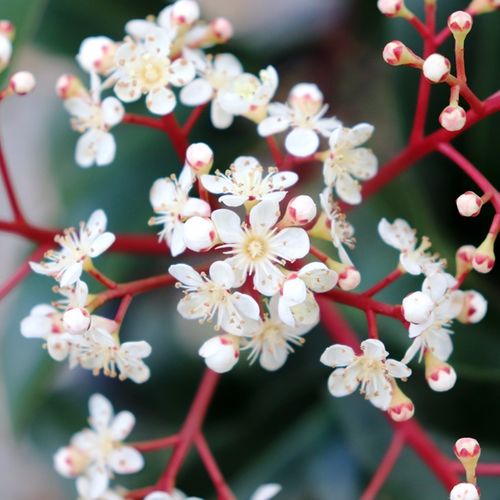 Photinia robusta