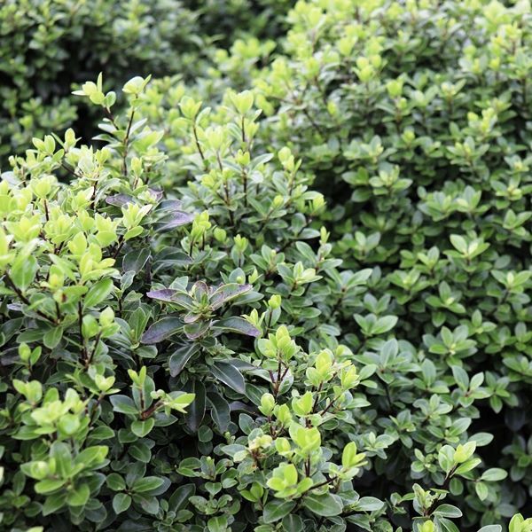 Pittosporum tenuifolium 'Golf Ball' pbr