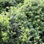 Pittosporum tenuifolium 'Golf Ball' pbr