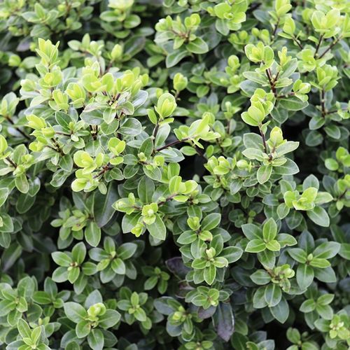 Pittosporum tenuifolium 'Golf Ball' pbr