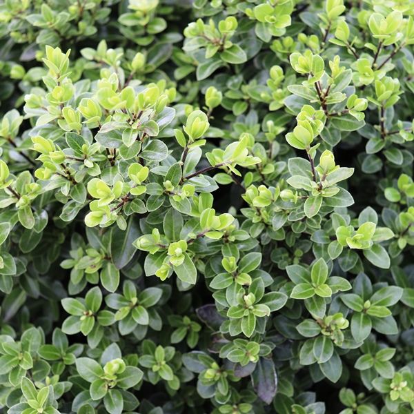 Pittosporum tenuifolium 'Golf Ball' pbr