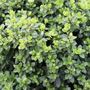 Pittosporum tenuifolium 'Golf Ball' pbr