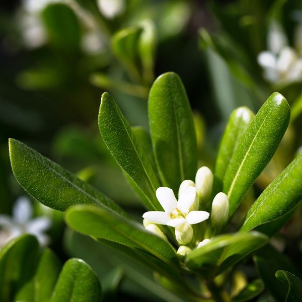 Pittosporum tobira