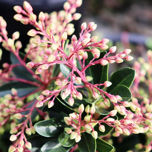 Pieris japonica 'Temple Bells'