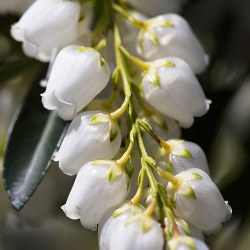 Pieris japonica 'Temple Bells'