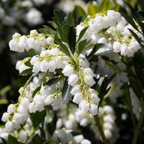 Pieris japonica 'Temple Bells'