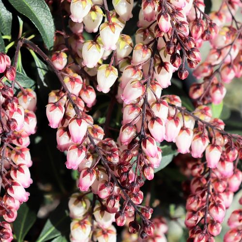 Pieris japonica 'Katsura'