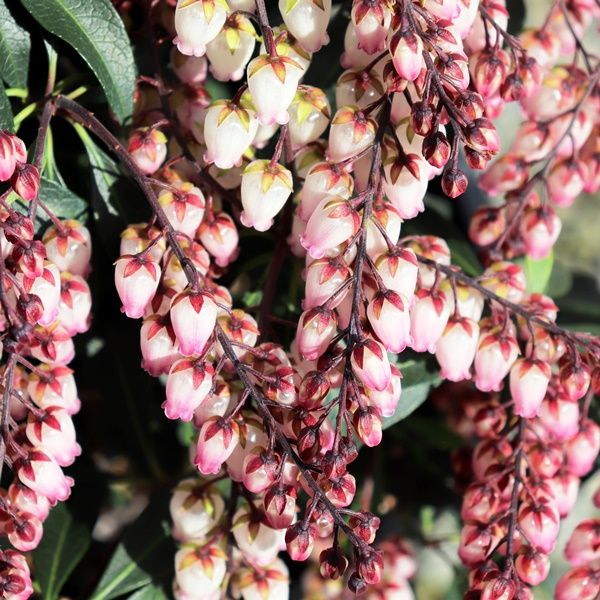 Pieris japonica 'Katsura'