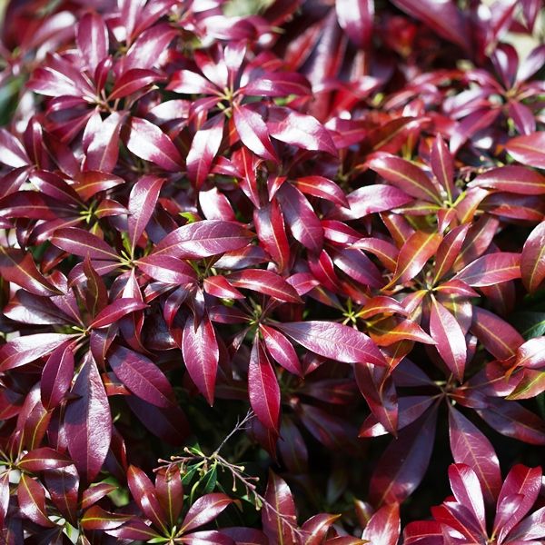 Pieris japonica 'Katsura'