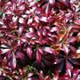 Pieris japonica 'Katsura'