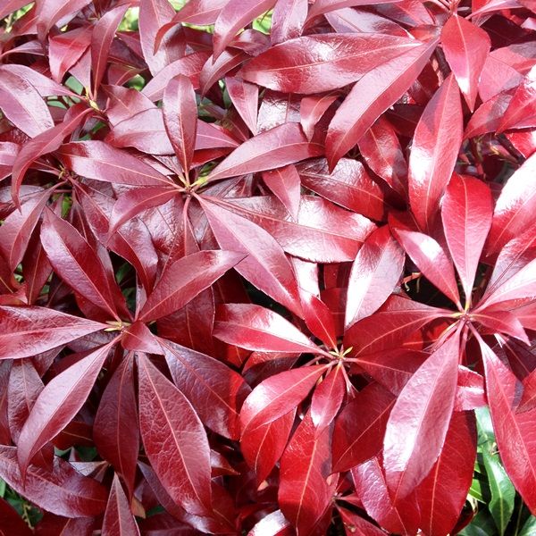 Pieris japonica 'Katsura'