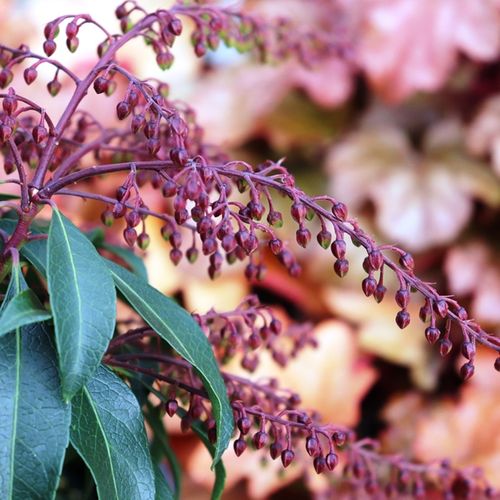 Pieris japonica 'Katsura'