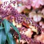 Pieris japonica 'Katsura'