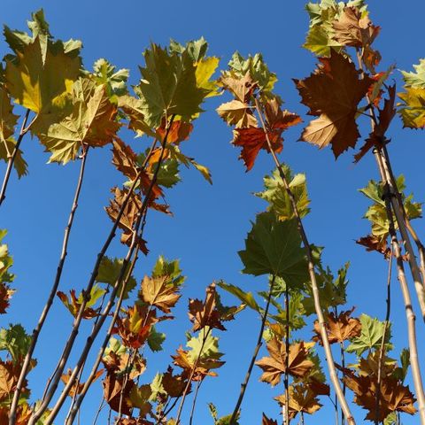 Platanus x acerifolia