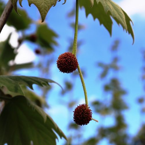 Platanus x acerifolia