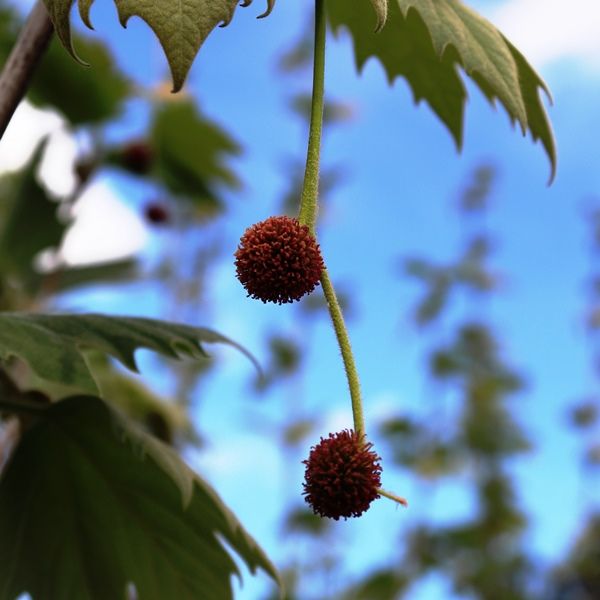 Platanus x acerifolia