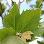 Platanus x acerifolia