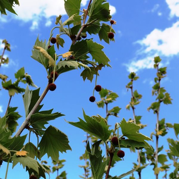 Platanus x acerifolia