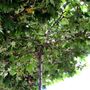 Platanus x acerifolia Living Pergola