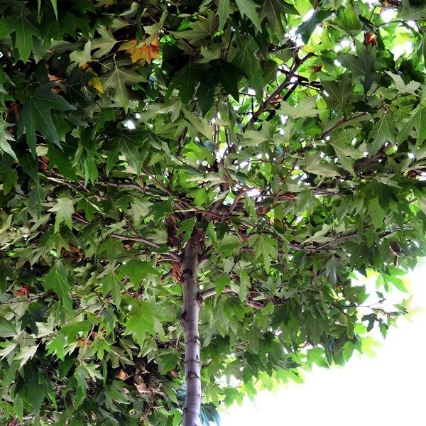 Platanus x acer Living Pergola - Warners Nurseries