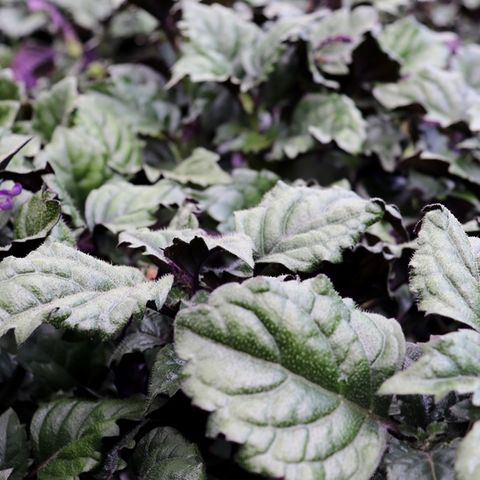 Plectranthus saccatus 'Velvet Elvis' pbr