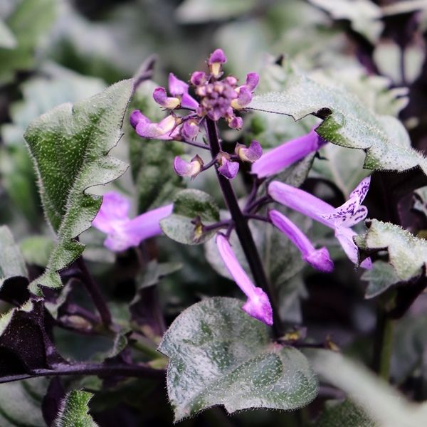 Plectranthus saccatus 'Velvet Elvis' pbr