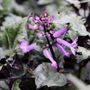 Plectranthus saccatus 'Velvet Elvis' pbr