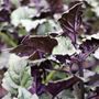 Plectranthus saccatus 'Velvet Elvis' pbr