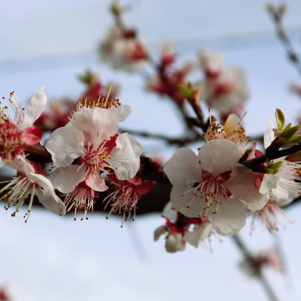 Prunus armeniaca 'Totem' pbr