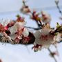 Prunus armeniaca 'Totem' pbr