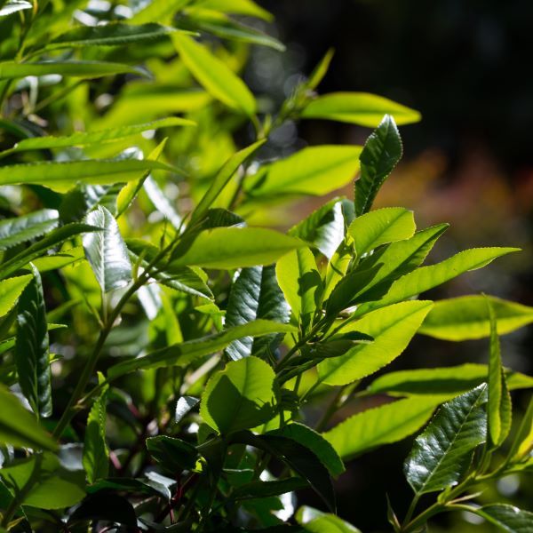 Prunus lusitanica Pleached